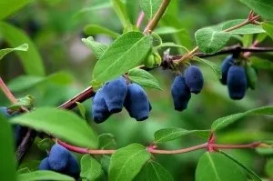 Варення з жимолості - смачне і корисне для здоров'я (здоров'я) Варення з жимолості - смачне і корисне для здоров'я
