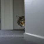 Вибір кошеня, навколо кота
