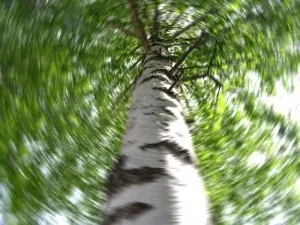 Вестибулярний нейронів симптоми і лікування (вестибулярний нейронів неврит симптом лікування ознака гострий народний засіб ноотропіл причина рецидив тиждень нерв) Вестибулярний нейронів симптоми і лікування
