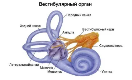 Вестибулярний нейронів симптоми діагнозу, лікування, відгуки та наслідки (лікування) Вестибулярний нейронів симптоми діагнозу, лікування, відгуки і наслідки