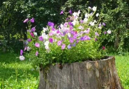 Вазони для квітів своїми руками вуличні, бетонні, пластикові, дерев'яні, відео (15 фото) (вуличні) Вазони для квітів своїми руками вуличні, бетонні, пластикові, дерев'яні, відео (15 фото)