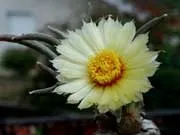 Види кактусів - кімнатні рослини і квіти (назви кактусів) Види кактусів - кімнатні рослини і квіти