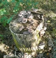Вирощування гливи на пнях (глива на ділянці) Вирощування гливи на пнях