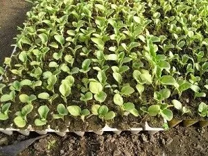 Вирощування баклажан в домашніх умовах - фото і відео (тля на розсаді баклажан) Вирощування баклажан в домашніх умовах - фото і відео