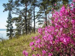 Вирощування багна корисні властивості і протипоказання, де росте вУкаіни (протипоказання) Вирощування багна корисні властивості і протипоказання, де росте вУкаіни