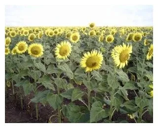Вирощування соняшнику - agrodelo (agrodelo) Вирощування соняшнику - agrodelo