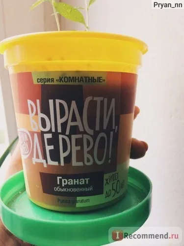 Вирости, дерево! Гранат звичайний - «гранат від зернини до високих стеблинок! Фотозвіт про зростання (звичайний) Вирости, дерево! Гранат звичайний - «гранат від зернини до високих стеблинок! Фотозвіт про зростання