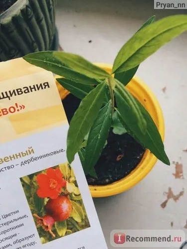 Вирости, дерево! Гранат звичайний - «гранат від зернини до високих стеблинок! Фотозвіт про зростання (вирости) Вирости, дерево! Гранат звичайний - «гранат від зернини до високих стеблинок! Фотозвіт про зростання