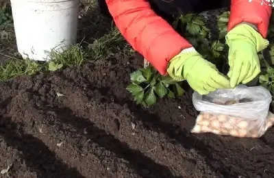 Вирощування цибулі китайським способом що це таке і як робити (вирощування цибулі китайським способом) Вирощування цибулі китайським способом що це таке і як робити