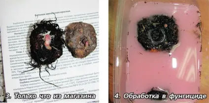 Вирощуємо бульбову бегонію