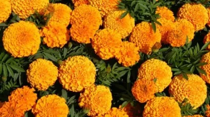 Види і кращі сорти чорнобривців