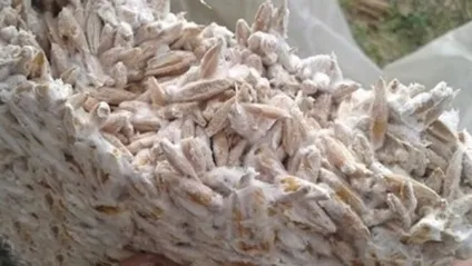 Вирощування гливи на пнях (вешенки) Вирощування гливи на пнях