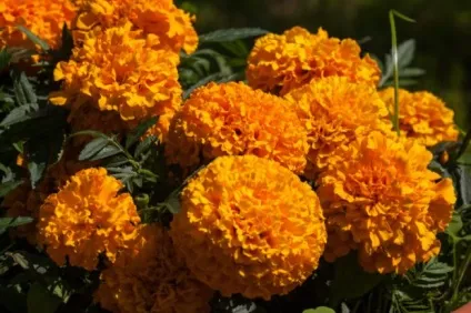 Види і кращі сорти чорнобривців