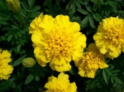 Види і кращі сорти чорнобривців