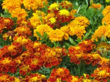 Види і кращі сорти чорнобривців