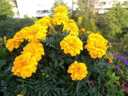 Види і кращі сорти чорнобривців