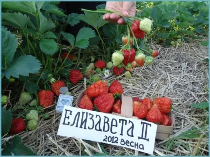 Вирощування ремонтантної полуниці з насіння (ремонтантної) Вирощування ремонтантної полуниці з насіння