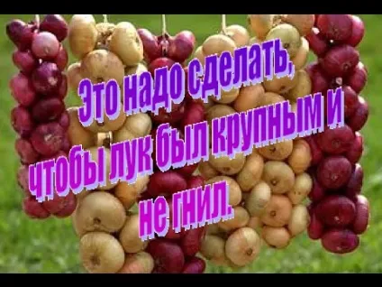 Вирощування цибулі китайським способом що це таке і як робити (вирощування) Вирощування цибулі китайським способом що це таке і як робити