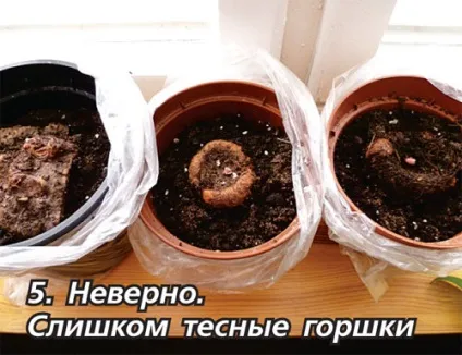 Вирощуємо бульбову бегонію