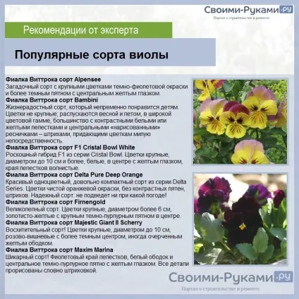 Віола вирощування з насіння на розсаду (насіння) Віола вирощування з насіння на розсаду