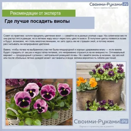 Віола вирощування з насіння на розсаду (віола) Віола вирощування з насіння на розсаду
