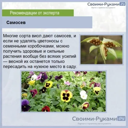 Віола вирощування з насіння на розсаду (насіння) Віола вирощування з насіння на розсаду