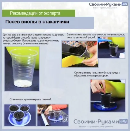 Віола вирощування з насіння на розсаду (віола) Віола вирощування з насіння на розсаду