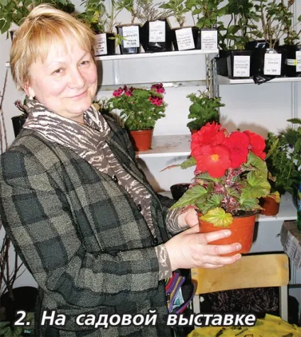 Вирощуємо бульбову бегонію