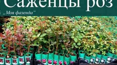 Як зберегти саджанці до посадки в грунт, як (грунт) Як зберегти саджанці до посадки в грунт, як