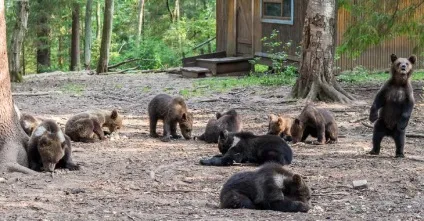 Як рятують ведмедів в товариський області (товариський) Як рятують ведмедів в товариський області