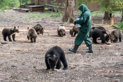 Як рятують ведмедів в товариський області (ведмедів) Як рятують ведмедів в товариський області