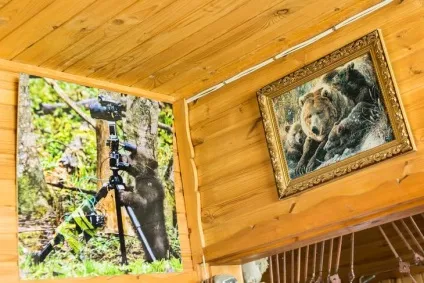 Як рятують ведмедів в товариський області (області) Як рятують ведмедів в товариський області