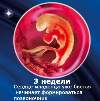 Внутрішньоутробний розвиток дитини по тижнях (періоди), фото (періоди) Внутрішньоутробний розвиток дитини по тижнях (періоди), фото