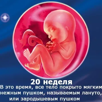 Внутрішньоутробний розвиток дитини по тижнях (періоди), фото (періоди) Внутрішньоутробний розвиток дитини по тижнях (періоди), фото