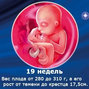 Внутрішньоутробний розвиток дитини по тижнях (періоди), фото (внутрішньоутробного розвитку дитини) Внутрішньоутробний розвиток дитини по тижнях (періоди), фото