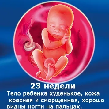Внутрішньоутробний розвиток дитини по тижнях (періоди), фото (внутрішньоутробного розвитку дитини) Внутрішньоутробний розвиток дитини по тижнях (періоди), фото