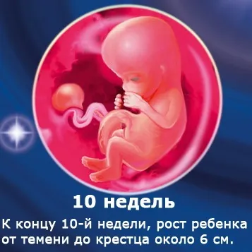 Внутрішньоутробний розвиток дитини по тижнях (періоди), фото (дитини) Внутрішньоутробний розвиток дитини по тижнях (періоди), фото