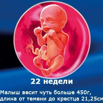 Внутрішньоутробний розвиток дитини по тижнях (періоди), фото (внутрішньоутробного розвитку дитини) Внутрішньоутробний розвиток дитини по тижнях (періоди), фото