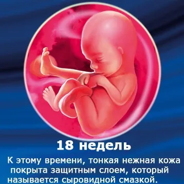 Внутрішньоутробний розвиток дитини по тижнях (періоди), фото (періоди) Внутрішньоутробний розвиток дитини по тижнях (періоди), фото