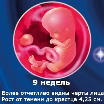 Внутрішньоутробний розвиток дитини по тижнях (періоди), фото (внутрішньоутробний розвиток дитини) Внутрішньоутробний розвиток дитини по тижнях (періоди), фото