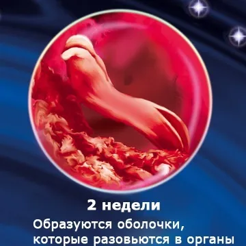 Внутрішньоутробний розвиток дитини по тижнях (періоди), фото (розвиток) Внутрішньоутробний розвиток дитини по тижнях (періоди), фото