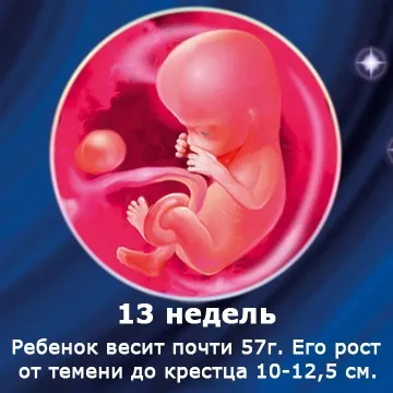 Внутрішньоутробний розвиток дитини по тижнях (періоди), фото (дитини) Внутрішньоутробний розвиток дитини по тижнях (періоди), фото