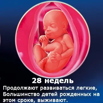 Внутрішньоутробний розвиток дитини по тижнях (періоди), фото (дитини) Внутрішньоутробний розвиток дитини по тижнях (періоди), фото