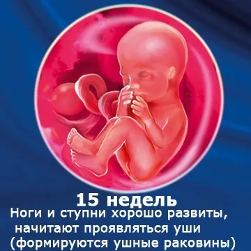 Внутрішньоутробний розвиток дитини по тижнях (періоди), фото (внутрішньоутробний розвиток дитини) Внутрішньоутробний розвиток дитини по тижнях (періоди), фото