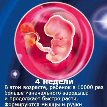 Внутрішньоутробний розвиток дитини по тижнях (періоди), фото (внутрішньоутробний розвиток дитини) Внутрішньоутробний розвиток дитини по тижнях (періоди), фото