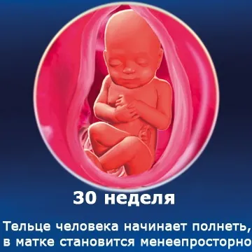 Внутрішньоутробний розвиток дитини по тижнях (періоди), фото (внутрішньоутробного розвитку дитини) Внутрішньоутробний розвиток дитини по тижнях (періоди), фото