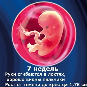 Внутрішньоутробний розвиток дитини по тижнях (періоди), фото (періоди) Внутрішньоутробний розвиток дитини по тижнях (періоди), фото