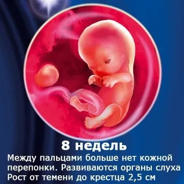 Внутрішньоутробний розвиток дитини по тижнях (періоди), фото (внутрішньоутробного розвитку дитини) Внутрішньоутробний розвиток дитини по тижнях (періоди), фото