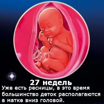 Внутрішньоутробний розвиток дитини по тижнях (періоди), фото (внутрішньоутробний розвиток дитини) Внутрішньоутробний розвиток дитини по тижнях (періоди), фото