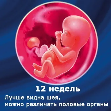 Внутрішньоутробний розвиток дитини по тижнях (періоди), фото (внутрішньоутробний розвиток дитини) Внутрішньоутробний розвиток дитини по тижнях (періоди), фото